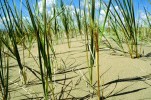 Dalším příkladem je ječmenice Leymus racemosus, která roste na přímořských písčinách a písečných dunách. Foto V. Holubec