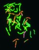 Cytogenetická analýza pýru plazivého odhalila, že základními konstituenty jeho genomu jsou dva subgenomy rodu Pseudoroegneria (zelená barva) a jeden subgenom ječmene (Hordeum, oranžová). Orig. D. Kopecký