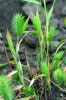 Tribus Triticeae zahrnuje vedle známých obilnin také planě rostoucí  druhy trav, adaptované na široké  rozmezí ekologických podmínek. Eremopyrum orientale je suchomilným druhem otevřených  stanovišť s relativně chudým podložím. Foto V. Holubec