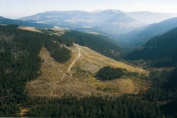 Rozsáhlé holiny v Labském dole (kolem r. 1985) vzniklé odumřením  lesních porostů v důsledku kyselé depozice a jejich odtěžením. Foto J. Štursa
