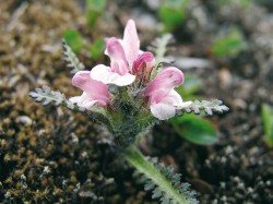 Všivec Pedicularis hirsuta – častý zástupce zapojené tundry. Foto K. Prach