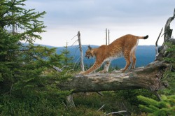 Rys ostrovid (Lynx lynx) je nezbytnou a přirozenou součástí šumavské přírody.  Foto Z. Křenová