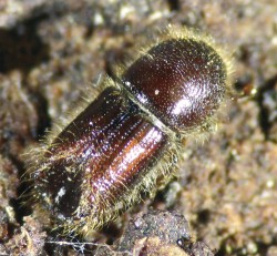 Dospělec lýkožrouta smrkového  (Ips typographus) – jeho průměrná  velikost je 4–5 mm. Foto P. Doležal