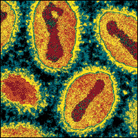 Variola virus