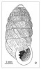 Sudovka skalní (Orcula dolium) se podobá soudkovce (viz obr. 4), je však větší, čistě válcovitá a jen jemně rýhovaná. Žije místy v lesích na vápnitých  místech, ale daleko hojněji se vyskytuje na vápencových a dolomitových skalách až do vysokohorských poloh. Přežila  glaciál na našem území. Orig. V. Ložek