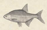 Cejn velký (Abramis brama) upřednostňuje pomalý proud či stojatou vodu. Kresba z článku A. Friče České ryby (Živa 1859)