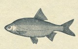 Plotice obecná (Rutilus rutilus) – jeden z našich nejběžnějších a nejhojnějších druhů, takže patří i mezi vhodné objekty výzkumu vodních nádrží. Kresba z článku A. Friče České ryby (Živa 1859)