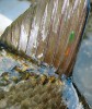 K označení ryb slouží celá řada metod, např. značení elastomerovými barvami, které se implantují pod kůži. Foto z archivu FishEcU