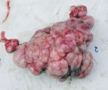 Vypreparovaný nádor na pohlavních orgánech samce jelce tlouště odchyceného na soutoku Bíliny a Labe v Ústí nad Labem (2004). Foto T. Randák