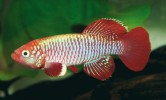 Samec červené formy druhu N. eggersi z lokality Bagamoyo v Tanzanii. Foto B. Nagy