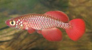 Z odchytů v přírodě pochází i červená forma samce N. korthausae z ostrova Mafia u tanzanského pobřeží. Foto B. Nagy