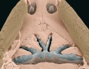 Snímek ústního patra juvenilního afrického bahníka, pořízený skenovacím elektronovým mikroskopem (kolorováno, zvětšeno 37×). V horní části jsou nápadné nozdry, v dolní pak zubní deska,  vzniklá srůstem jednotlivých zubů, jejichž hroty jsou na jejím povrchu  stále patrné. Foto M. Minařík