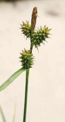 Ostřice krkonošská (Carex derelicta), kterou známe z jediné izolované lokality ve Velké Kotelné jámě. Foto J. Štěpánková