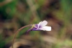 Pouze v okolí Jestřebí na Českolipsku přežívá jediná populace tučnice obecné české (Pinguicula vulgaris subsp. bohemica). Foto L. Ekrt