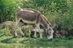 Sokoterský osel domácí je přímým potomkem divokého osla nubijského (Equus africanus africanus). Velmi se mu podobá i zbarvením včetně charakteristického tmavého pruhu přes ramena,  který s úhořím pruhem na hřbetě tvoří typický ramenní kříž. Mohl by tak být nositelem ochranářsky cenných genů. Foto J. Suchomel