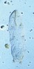 Herbivorní želvuška Mesocrista spitzbergensis z půdy nivy Dunaje v Maďarsku. Zřetelné čtyři páry drápkatých  končetin, sklerotizované ústní ústrojí a savý hltan jsou nositelé hlavních  určovacích znaků. Preparát v polyvinylalkoholu. Foto M. Devetter