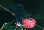 Okáč Cithaerias aurorina (Satyrinae). Zajímavá kombinace kryptického  vzhledu: přední křídla jsou průhledná bez šupinek, v temnu lesa neviditelná.  Zadní růžově zbarvená křídla mají  modré výrazné „oko“ odvádějící  pozornost predátora od skutečné hlavy.  Stát Loreto, Peru
