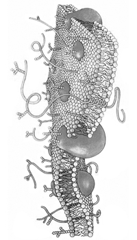 Plasmatic membrane