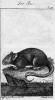 Potkan (Rattus norvegicus), zdatný zvířecí cestovatel a nesmírně přizpůsobivý druh původem z východní Asie.  Za pomoci člověka se zabydlel na všech  světadílech s výjimkou Antarktidy.  Orig. G.-L. L. de Buffon, Naturgeschichte der vierfüssigen Thiere (Berlín 1795)