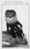 Makak lví neboli wanderu (Macaca silenus). Orig. G.-L. L. de Buffon (1792)