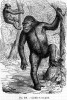 Gorila (Gorilla gorilla) připomínala cestovateli Hannónovi děsivého  chlupatého člověka. Orig. M. P. Gervais, Éléments de zoologie (Paříž 1871)
