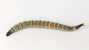 Larva C. albipunctata z gelového média. Foto M. Kopeček