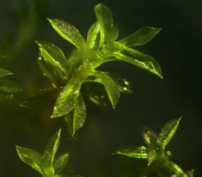 mech Physcomitrella patens