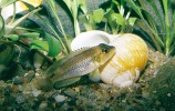 Pestřenec očkatý (Lamprologus ocellatus). Tzv. „šnekáči“ žijí v polygynických svazcích začleněných do složitějších komunikačních vazeb v koloniích, kde dominantní samci okupují střed a jejich méně zdatní konkurenti konají v samičím šatě oplozovací nájezdy do harémů. První vývozci od jezera Tanganika museli řešit stesky chovatelů, že se ryby nemnoží. Pak se zjistilo, že dováženi byli jen samci, protože samice se ukrývají v prázdných schránkách plžů rodu Neothauma.  Foto J. Novák 