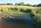 Hlubší tůň v pánvi dolního toku  řeky Limpopo v Mosambiku s vegetací,  průhlednější vodou a výskytem halančíků druhů N. furzeri, N. orthonothus  a N. pienaari. Foto M. Reichard