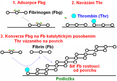 4.sekce-fibrinova_sit.jpg