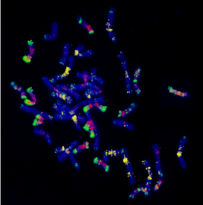 5.sekce-chromozomy.jpg