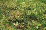 Kyselé rašeliniště s ostřicí bažinnou (Carex limosa), vachtou trojlistou (Menyan­thes trifoliata) a rosnatkou okrouhlolistou (Drosera rotundifolia)  na plovoucím ostrově jednoho  ze Smoljanských jezer v Rodopech. Foto P. Hájková a M. Hájek