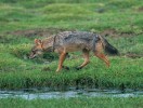 Šakal obecný (Canis aureus) celkovým vzezřením připomíná spíše malého vlka obecného (C. lupus) než lišku  obecnou (Vulpes vulpes). Foto J. Ševčík