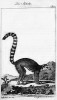 Lemur kata (Lemur catta). Madagaskarští lemuři se projevují naříkavými hlasy, stejně jako antičtí Lemurové. Orig. G.-L. L. de Buffon (1788)