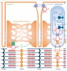 Organizace kreatinkinázového systému v buňce kosterního svalu. Kreatinkináza (CK) je zobrazena žlutě. Cyklus ATP a kreatinfosfátu (KrP) probíhá mezi místy produkce energie – adenosintrifosfátu (ATP) v mitochondriích (modře) a příslušnými enzymy – ATPázami, kde se energie spotřebovává (červené kruhy). Kr – kreatin, Pi – anorganický fosfát, ADP – adenosindifosfát, SERCA – vápenaté pumpy (Sarco-Endoplasmic Reticulum Ca2+-ATPase). Zeleně místa působení vápenatých iontů. Orig. M. Hock  podle návrhu Z. Polenské