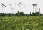 Rašelinné lesy zabírají značné rozlohy plochých terénů nížinných oblastí Bornea. V poslední době bývají postiženy požáry, zčásti úmyslně zakládanými. Badas, Brunej. Foto R. Hédl