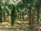 Plantáže palmy olejné (Elaeis guineen­sis) představují nepřehlédnutelný fenomén současné krajiny Bornea. Pěstování palmy je vysoce ziskové, jde však  bohužel o jednu z nejvážnějších hrozeb pro tropické přírodní ekosystémy. Foto R. Hédl