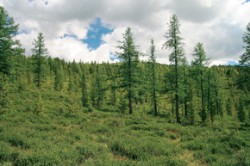 Rozvolněný modřínový (Larix sibirica) les s podrostem keřové břízy okrouhlolisté (Betula rotundifolia – B. nana agg.) na horní hranici lesa na Ulaganské plošině v centrálním Altaji. Je to pravděpodobná analogie středoevropské pleistocenní lesotundry. Foto M. Chytrý / © M. Chytrý 