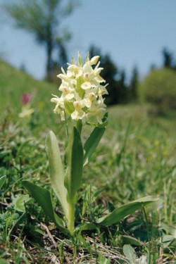 Přestože se v minulosti vyskytoval prstnatec bezový (Dactylorhiza sambucina) v Českém středohoří na více než 30 lokalitách, v současnosti není známa ani jediná. Rychle tu vymizel v druhé polovině 20. stol. vlivem výrazných změn ve způsobu obhospodařování lučních i lesních porostů, ve kterých rostl. Větší průměr kruhu značí početnější populace, světle zeleně jsou vyznačeny historické, tmavě zeleně aktuální ověřené výskyty (podobně i u následujících map). Foto V. Vlačih