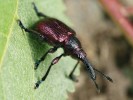 Zobonosku ovocnou (Rhynchites  bacchus) najdeme v chemicky neošetřovaných sadech a zahradách. Foto F. Trnka