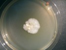 Kultura dřevomorky domácí na Petriho misce s agarovou půdou, po přeočkování z napadeného trámu. Okolo kolonie  je vidět produkce žlutých pigmentů. Foto J. Gabriel