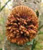 Stroma vřeckovýtrusné houby masenky pěnišníkové (Hypocreopsis rhododendri) – celkový pohled. Foto K. C. Grundy