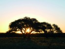 Typický tvar koruny samostatně  rostoucího starého exempláře caldénu (Prosopis caldenia) – nejčastější  dřeviny společenstva caldenalu –  v zapadajícím argentinském slunci