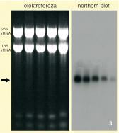 Analýza exprese kvasinkového genu TIP1 metodou northern blot. Celková RNA byla po izolaci z buněk rozdělena na elektroforéze (levá část obrázku). Nahoře jsou dobře patrné pruhy ribozomální RNA, v dolní části méně zřetelné pruhy malých buněčných RNA. Molekuly mRNA jsou různě dlouhé a tvoří pouze část celkové RNA, takže není možné rozeznat pruhy jednotlivých mRNA (šipka označuje přibližné místo výskytu TIP1 mRNA). Pomocí techniky northern blot je možné zobrazit pruh konkrétní mRNA a získat informace o jejím množství (pravá část obrázku). V případě analýzy exprese genu TIP1 je vidět, že s přibývajícím stářím kvasinkových buněk (zleva doprava – 3, 4, 5, 7 a 10 dní) postupně klesá množství jeho mRNA (výsledky laskavě poskytl V. Šťovíček). Orig. M. Kuthan / Orig. M. Kuthan