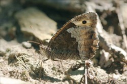 Typický postoj okáče bělopásného (Hipparchia alcyone) se složenými křídly. Foto D. Novotný / © Photo D. Novotný