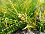 Tráva Deschampsia antarctica. Jedna ze dvou kvetoucích rostlin, které se vyskytují v Antarktidě. Foto MUDr. Martin Kolář.