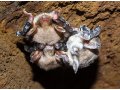 /sys/galerie-obrazky/news-2014/140513-syndrom-bileho-nosu-Myotis-myotis-WNS.jpg