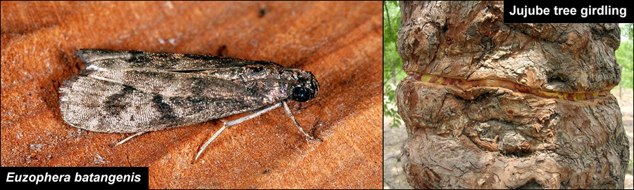 Euzophera batangensis