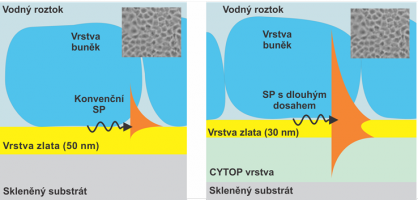 Studium integrity a odezvy buněk na externí stimulaci pomocí povrchových plasmonů s různou hloubkou vniku.