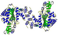 Thymidine phosphorylase